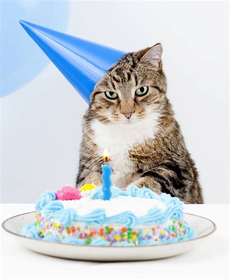 Feeding Your Cat A Straightforward Guide Birthday Cake For Cat