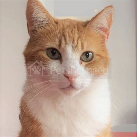 Lost Cat Ginger And White Cat Called Fred Clacton On Sea Area Essex