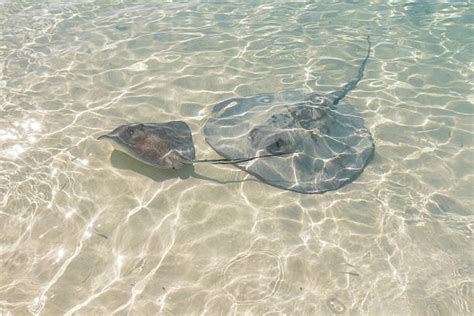 Best Atlantic Stingray Stock Photos Pictures And Royalty Free Images