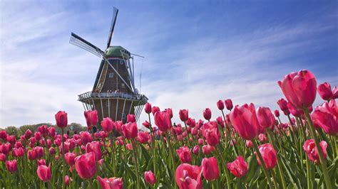 Wallpaper Flowers Sky Tulips Field Netherlands Mill Flower