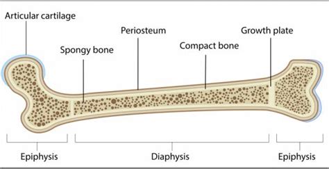 Keep in mind, however, that the term describes the shape of a bone, not its size. IGCSE: Biological Science: Revision Session for Bones ...