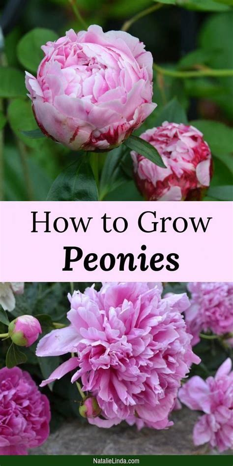 Check spelling or type a new query. Peonies are gorgeous and fragrant perennial flowers that ...