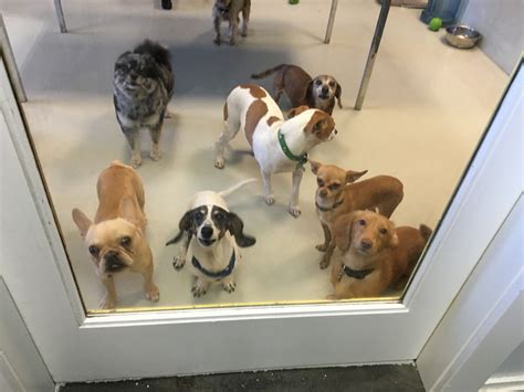 Broward County Humane Society and other random thoughts of an Animal