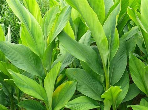 Buy Turmeric Plant Haldi Plant Curcuma Longa Online India At Best Price