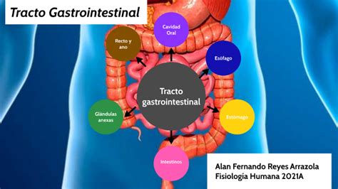 Esquema Del Tracto Gastrointestinal By Alan Fernando Reyes Arrazola On