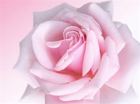 Choose from a curated selection of pink wallpapers for your mobile and desktop screens. wallpaper: Pink Rose Wallpapers