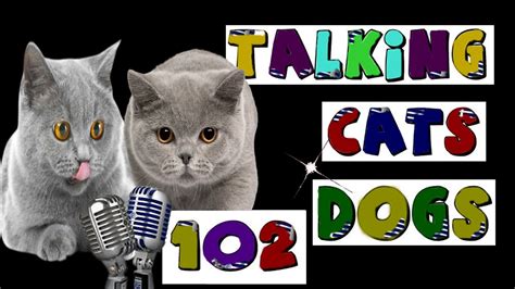 Talkİng Cats Dogs 102 Very Funny Baby Cat Dog Videos Youtube