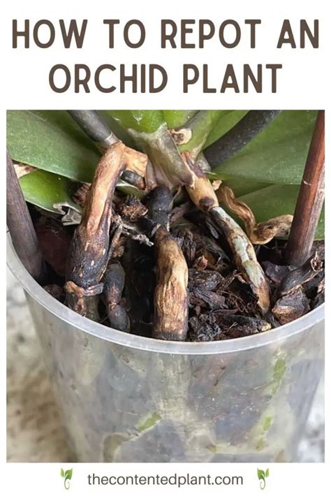 How To Repot An Orchid Successfully The Contented Plant