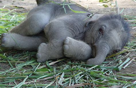 Baby Elephant Laying Down