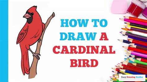 How To Draw A Cardinal Video Aesthetic Drawing