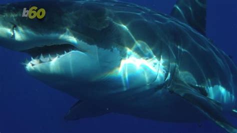 A Technicality Kept This 926 Pound Mako Shark From Being The Largest