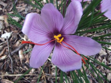 Crocus Sativus Saffron Art And Science Of Horticulture