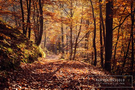 Autumn Forest By Finvara On Deviantart