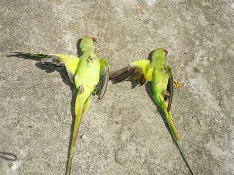 Death Of Last Known Ring Necked Parakeet A Big Win In Seychelles