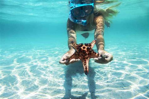 the 6 best beaches and shores for snorkeling in barbados addicted to vacation