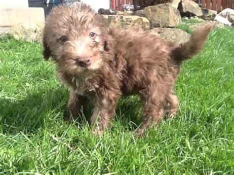 On top of the head is a thick topknot which is lighter in. Dog Bedlington Terrier Puppy | Picture Ideas Of Terrier ...