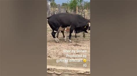 I Caught This Bull Masturbating😂😂watch And Subscribe Youtube