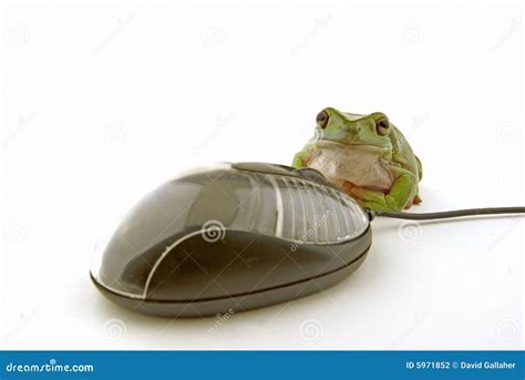 Mouse And Frog Stock Photo Image Of Eyed Nature Jump 5971852