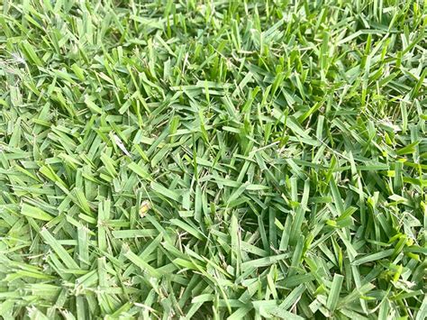 Six Types Of Grass For Florida Lawns With Photos