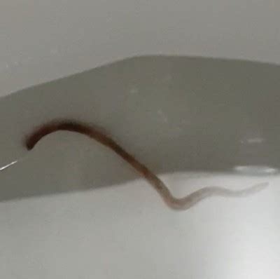 Maybe you would like to learn more about one of these? Brown Worm in Toilet Probably an Earthworm - All About Worms