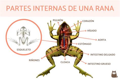 Partes De Una Rana Anatomía Externa E Interna Con Fotos