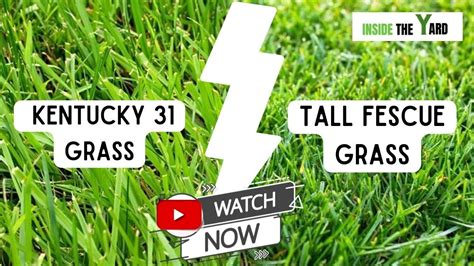 Kentucky Vs Tall Fescue Know Which One Is Best Youtube