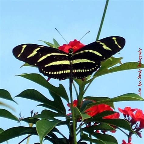Julie Ann Brady Blog On Zebra Longwing Butterfly