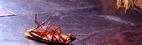 Pest Cockroach Control And Management