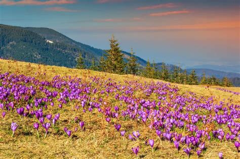 Crocus Flowers In The High Mountains And Spring Landscapefagaras