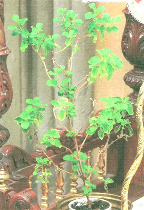 Tulasi Devi The Sacred Tree