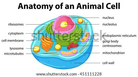 And you can freely use images for your personal blog! Biologycorner.com Animal Cell Coloring Key / Prokaryote The Biology Corner | x-paintedlurve