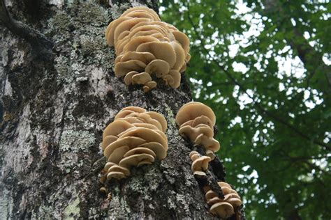 Power To The Bauer Consider The Oyster Mushroom