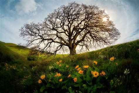 Tree In Spring Meadow Hd Wallpaper Background Image 1920x1282 Id