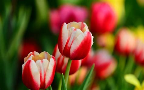 So to get pink roses, red and. Buds Red And White Tulips Flowers Spring Wallpapers ...
