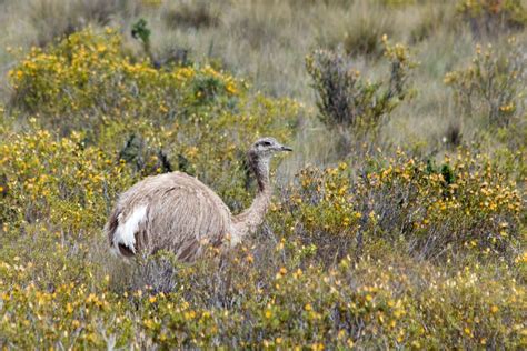 Rhea Birds Of Patagonia Raingod