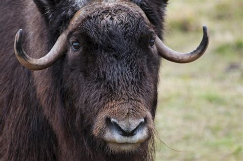 It is said that ox ranks the second among the chinese zodiacs because it helped the rat but was later tricked by it. Musk Ox | The Animal Facts | Appearance, Habitat, Diet ...
