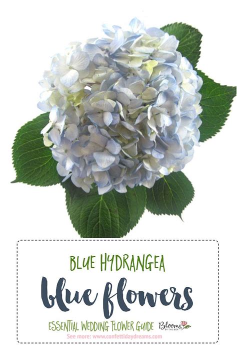 The Essential Blue Wedding Flowers Guide Types Of Blue Flowers Names