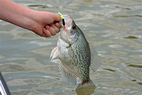 Secrets To January Crappie Fishing Great Days Outdoors