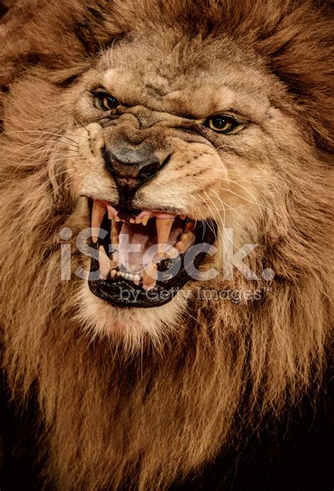Close Up Shot Of Roaring Lion Stock Photos