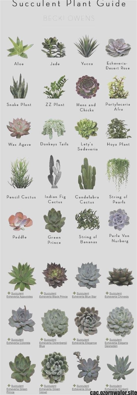 Newest Absolutely Free Cactus Plants Names Tips Plants And Cacti Would