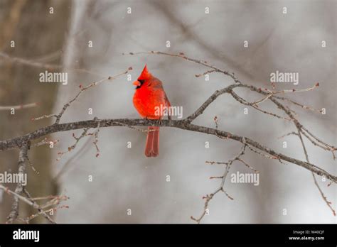 Male Northern Cardinal Sitting On Bare Tree Limb Stock Photo Alamy