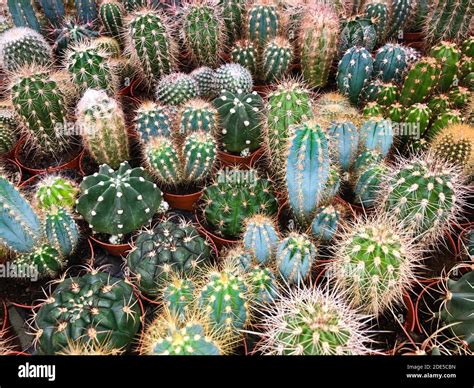 Many Small Cactus Plants Potted Cacti Plant Collection Stock Photo