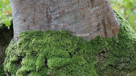 Mossy Tree Trunk Stock Image Image Of Wood Nature Green 44235419