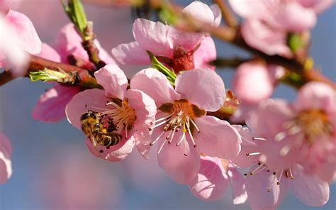 Spring's warmer weather and increased daylight hours make it the best season. Beautiful Nature Wallpapers with Cherry Blossoms in Spring ...