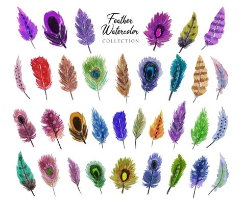 Premium Vector A Set Of Beautiful Feather Watercolor