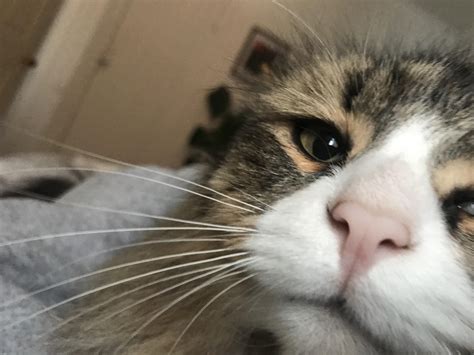 When You Accidentally Open Your Front Facing Camera Rcats