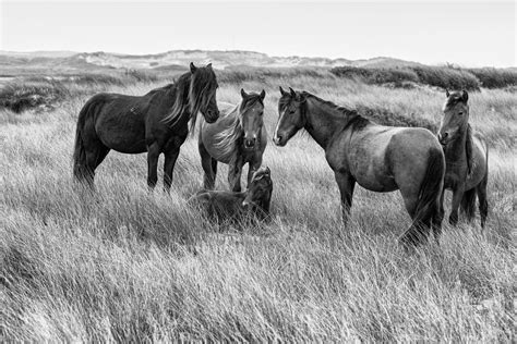 Scenes And Things Wild Horses Of Sable