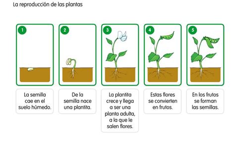 LA MINA 3º de PRIMARIA LA REPRODUCCIÓN DE LAS PLANTAS Ciclos de