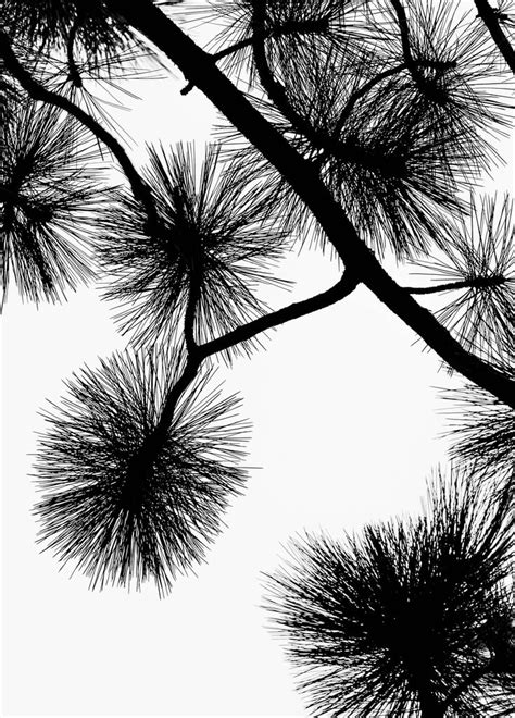 Not the sign you want? ponderosa pine tree silhouette - Google Search | Pine tree ...