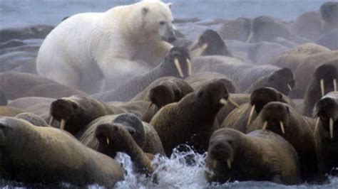 Polar Bear Vs Walrus Colony Bbc Planet Earth Bbc Studios Youtube